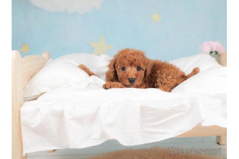 成約済の千葉県のトイプードル-207869の4枚目